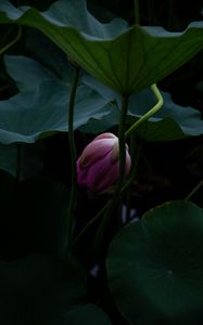 Preview wallpaper lotus, bud, leaves, plant, pond