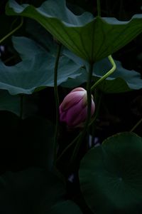 Preview wallpaper lotus, bud, leaves, plant, pond