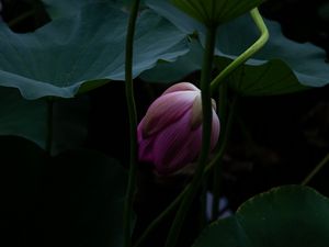 Preview wallpaper lotus, bud, leaves, plant, pond