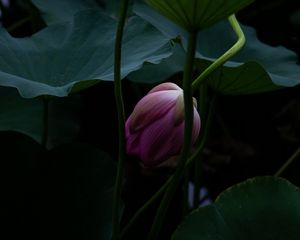 Preview wallpaper lotus, bud, leaves, plant, pond