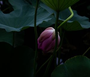 Preview wallpaper lotus, bud, leaves, plant, pond