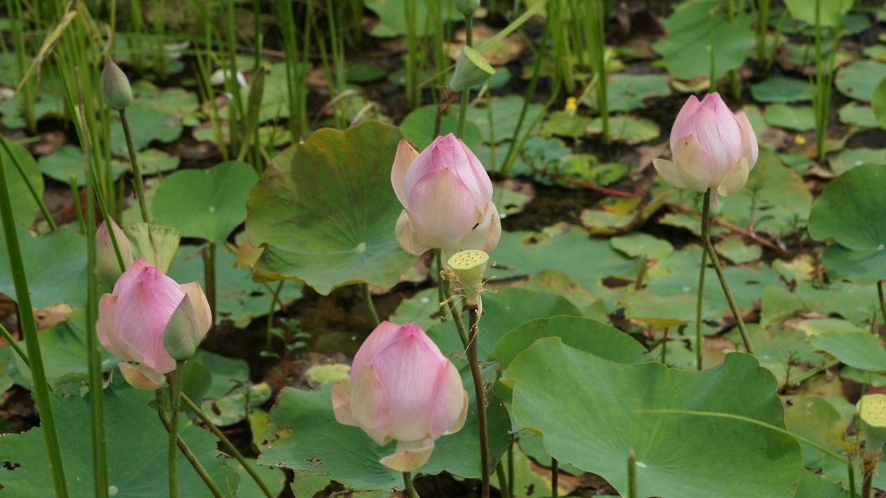 Wallpaper lotus, buds, pond, green