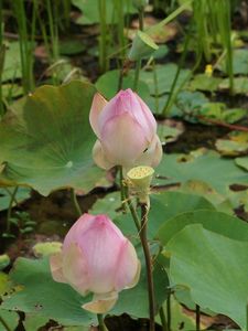 Preview wallpaper lotus, buds, pond, green