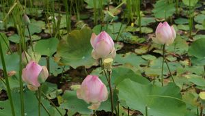 Preview wallpaper lotus, buds, pond, green
