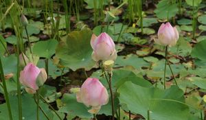 Preview wallpaper lotus, buds, pond, green