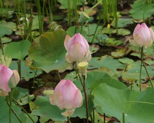 Preview wallpaper lotus, buds, pond, green