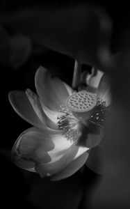 Preview wallpaper lotus, bw, bloom, flower