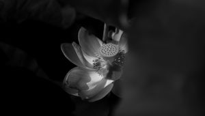 Preview wallpaper lotus, bw, bloom, flower