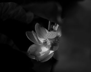 Preview wallpaper lotus, bw, bloom, flower