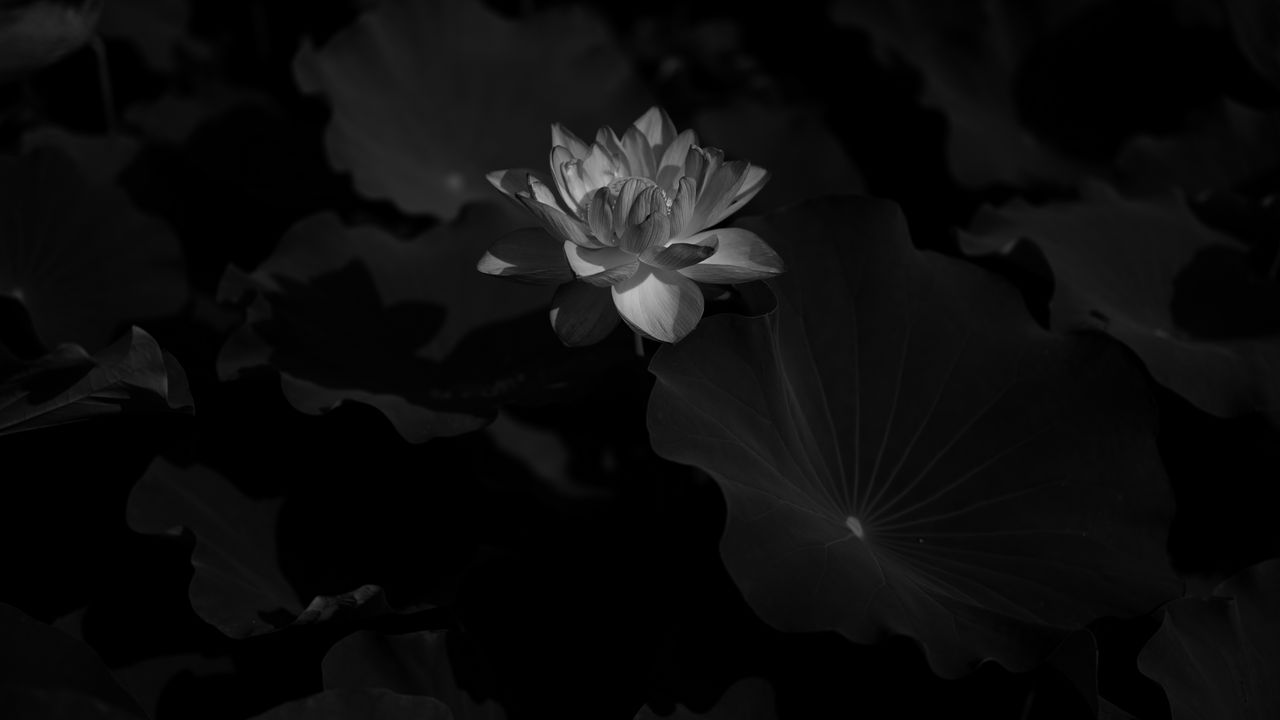 Wallpaper lotus, bw, bloom, flower, leaves