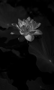 Preview wallpaper lotus, bw, bloom, flower, leaves