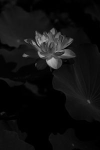 Preview wallpaper lotus, bw, bloom, flower, leaves