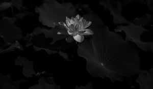 Preview wallpaper lotus, bw, bloom, flower, leaves