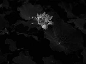 Preview wallpaper lotus, bw, bloom, flower, leaves