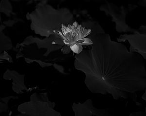 Preview wallpaper lotus, bw, bloom, flower, leaves