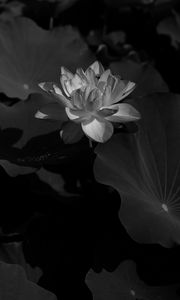 Preview wallpaper lotus, bw, leaves, blossoms