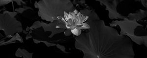 Preview wallpaper lotus, bw, leaves, blossoms