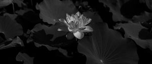 Preview wallpaper lotus, bw, leaves, blossoms