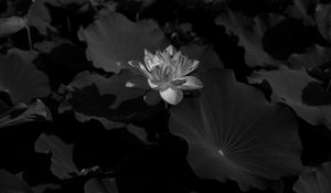 Preview wallpaper lotus, bw, leaves, blossoms