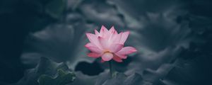 Preview wallpaper lotus, flower, bloom, body of water