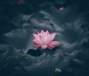 Preview wallpaper lotus, flower, bloom, body of water