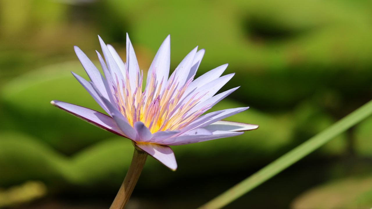Wallpaper lotus, flower, blur, petals