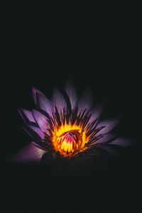 Preview wallpaper lotus, flower, bud, purple