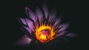 Preview wallpaper lotus, flower, bud, purple