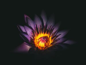 Preview wallpaper lotus, flower, bud, purple