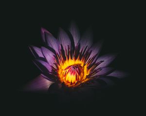 Preview wallpaper lotus, flower, bud, purple