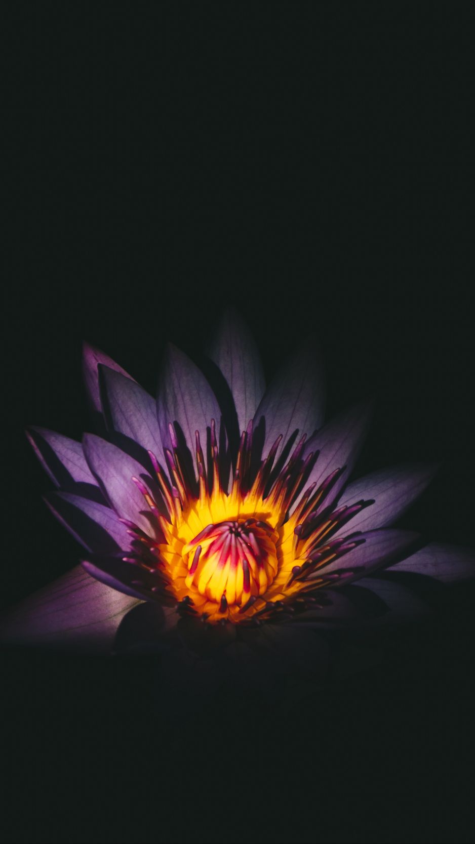 Download wallpaper 938x1668 lotus, flower, bud, purple iphone 8/7/6s/6 for  parallax hd background