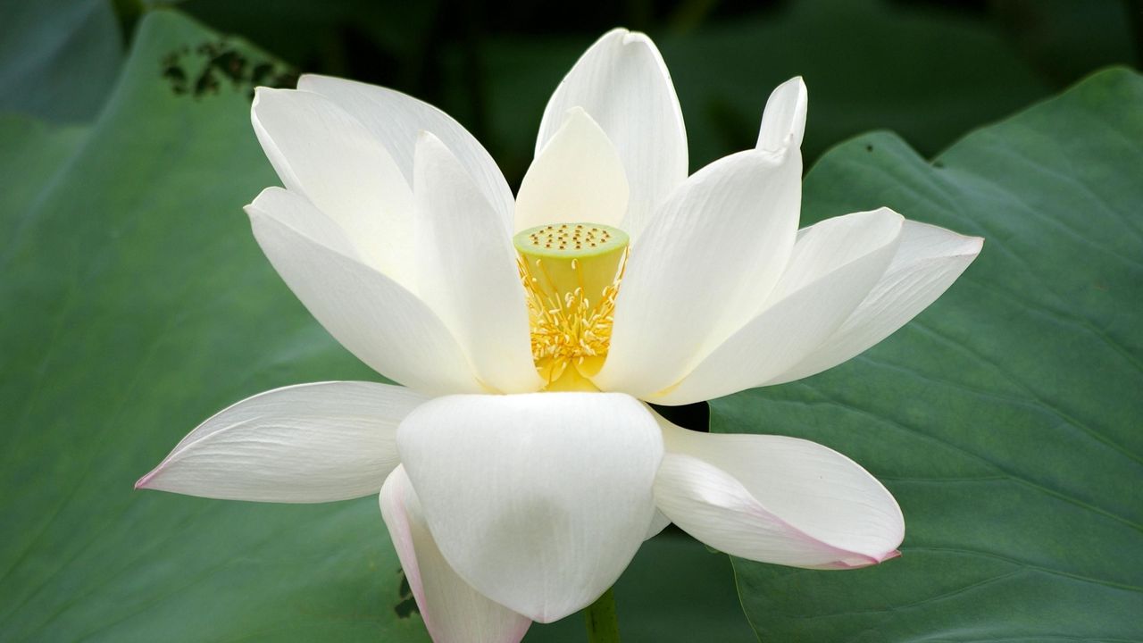 Wallpaper lotus, flower, close up, green, leaves