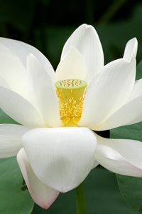 Preview wallpaper lotus, flower, close up, green, leaves