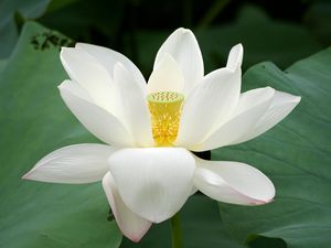 Preview wallpaper lotus, flower, close up, green, leaves