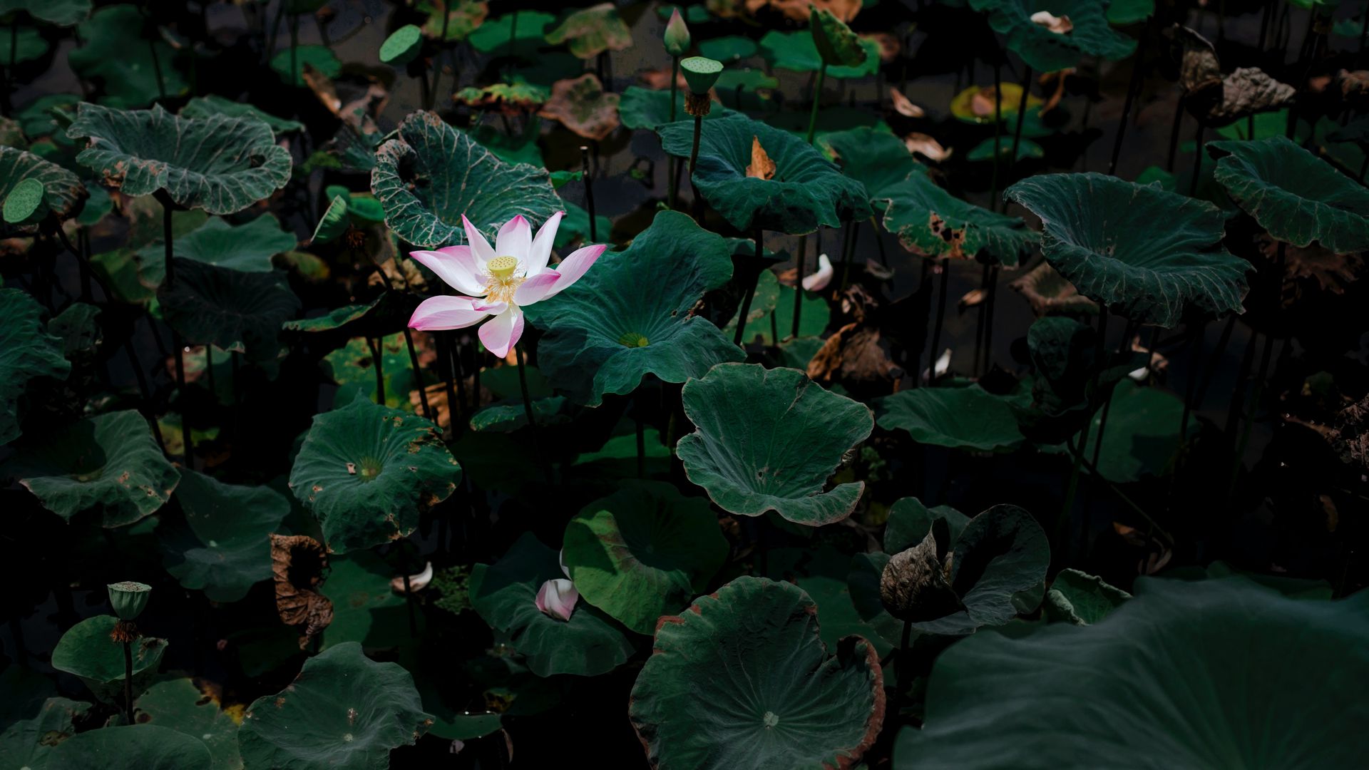 Download wallpaper 1920x1080 lotus, flower, leaves, lake full hd, hdtv,  fhd, 1080p hd background