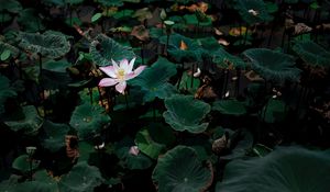 Preview wallpaper lotus, flower, leaves, lake