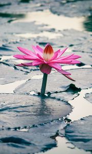 Preview wallpaper lotus, flower, leaves, plant