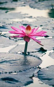 Preview wallpaper lotus, flower, leaves, plant