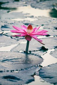 Preview wallpaper lotus, flower, leaves, plant