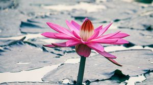 Preview wallpaper lotus, flower, leaves, plant