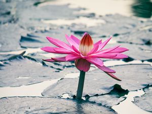 Preview wallpaper lotus, flower, leaves, plant