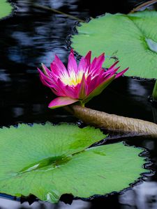 Preview wallpaper lotus, flower, petals, leaves, pond, water