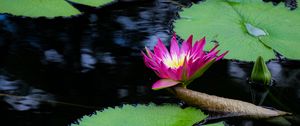 Preview wallpaper lotus, flower, petals, leaves, pond, water