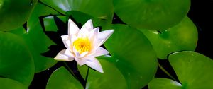 Preview wallpaper lotus, flower, petals, leaves, water, pond