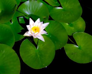 Preview wallpaper lotus, flower, petals, leaves, water, pond