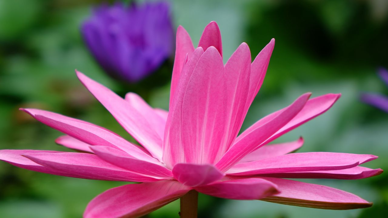 Wallpaper lotus, flower, petals, pink