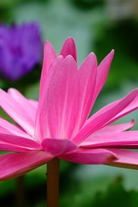 Preview wallpaper lotus, flower, petals, pink