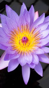 Preview wallpaper lotus, flower, petals, purple, macro, nature