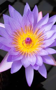 Preview wallpaper lotus, flower, petals, purple, macro, nature