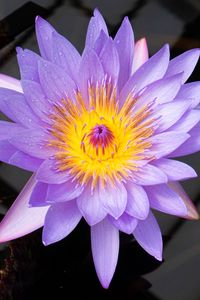 Preview wallpaper lotus, flower, petals, purple, macro, nature
